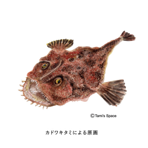Spanish mackerel climbing Nobori Aquarium 