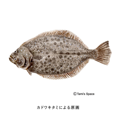 Spanish mackerel climbing Nobori Aquarium 