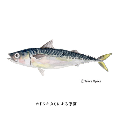 Spanish mackerel climbing Nobori Aquarium 