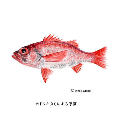 Spanish mackerel climbing Nobori Aquarium 