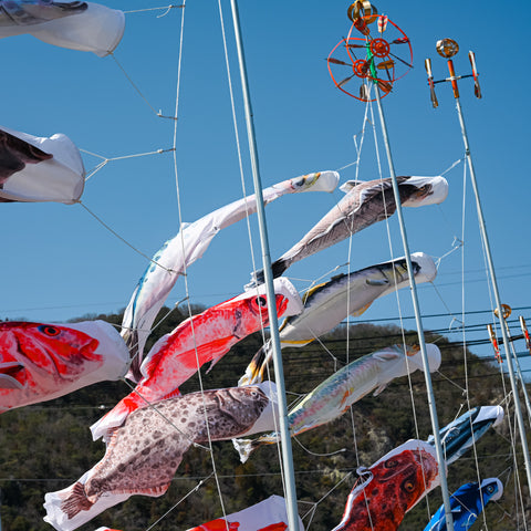Spanish mackerel climbing Nobori Aquarium 