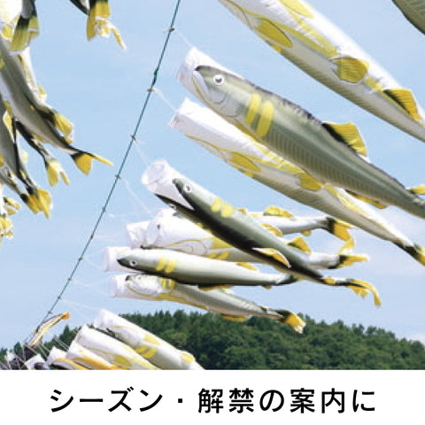 Bonito streamer Nobori Aquarium 
