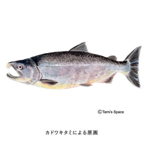 Spanish mackerel climbing Nobori Aquarium 